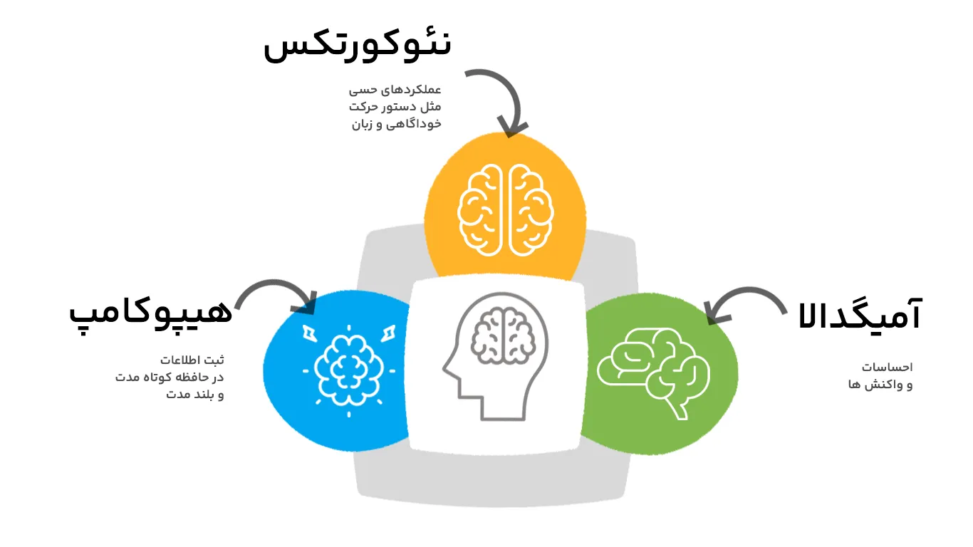 بخش هایی از مغز که مسئول یادگیری هستند.